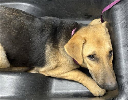 WILLIAM - German Shepherd Dog available for adoption