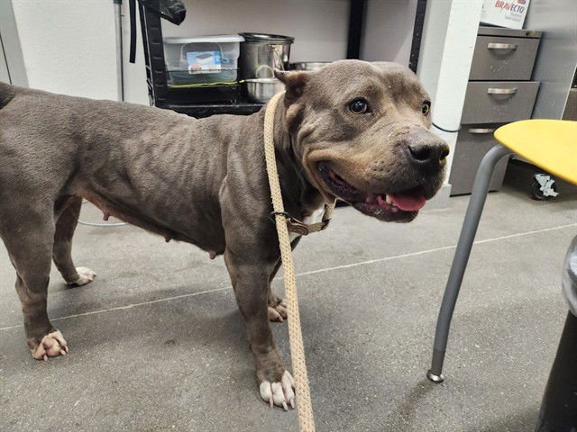 KAYLA - American Pit Bull Terrier available for adoption