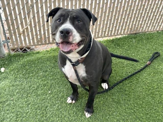 DECLAN - American Pit Bull Terrier available for adoption