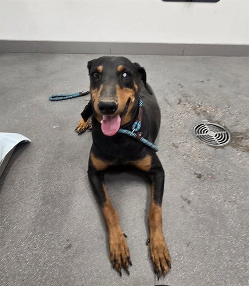 LOLA - Doberman Pinscher available for adoption