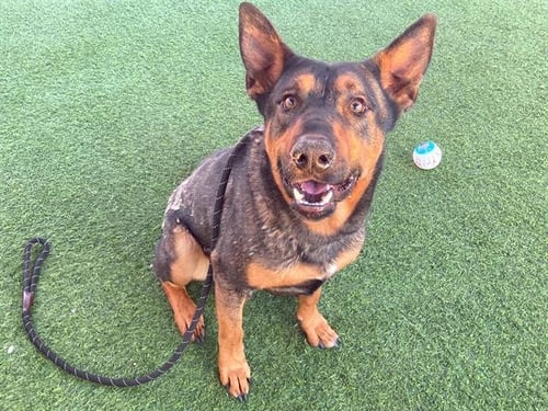MR GREEN - German Shepherd Dog available for adoption