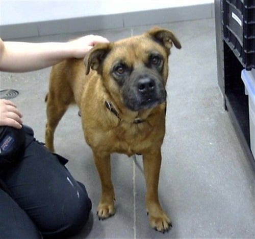 PEANUT - Chow Chow available for adoption