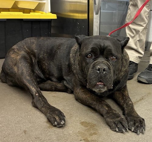MISS BERTHA - Mastiff available for adoption