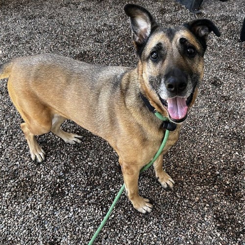 DAISY - German Shepherd Dog available for adoption