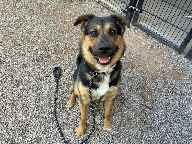 CHANDLER - German Shepherd Dog / Australian Shepherd for adoption in Tempe