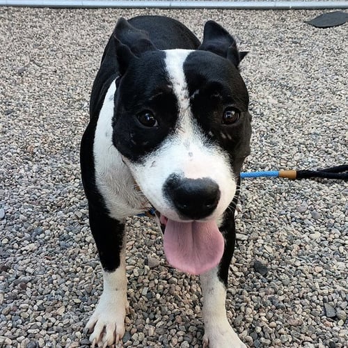 LEXI - American Pit Bull Terrier available for adoption
