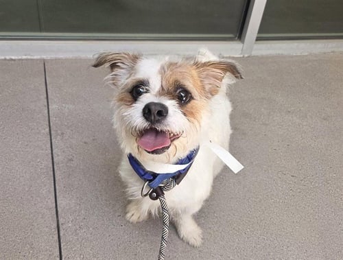 GEETAR - Petit Basset Griffon Vendeen available for adoption