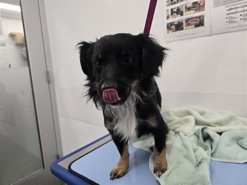 BLUEBERRY - Chihuahua available for adoption