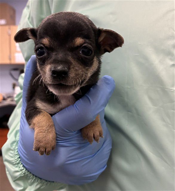 BISCOTTI - Chihuahua available for adoption