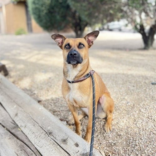 ROSITA - Australian Cattle Dog/Blue Heeler available for adoption