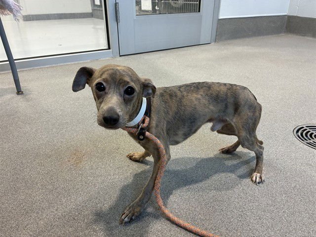 SNOOPY - Chihuahua available for adoption