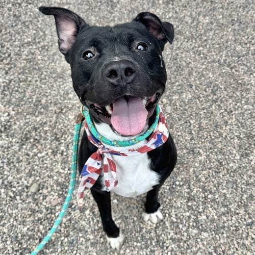BUGATTI - American Pit Bull Terrier available for adoption