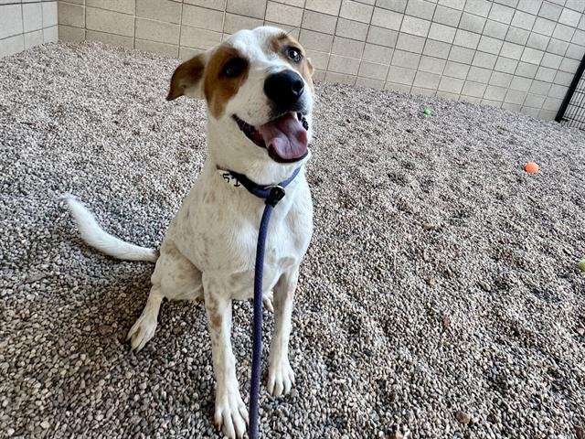 RUSSELL - Australian Cattle Dog/Blue Heeler available for adoption