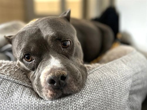 AVA - American Pit Bull Terrier available for adoption