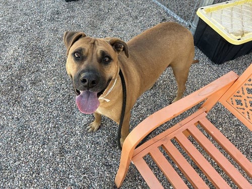ROSIE - Black Mouth Cur / Rhodesian Ridgeback for adoption in Mesa