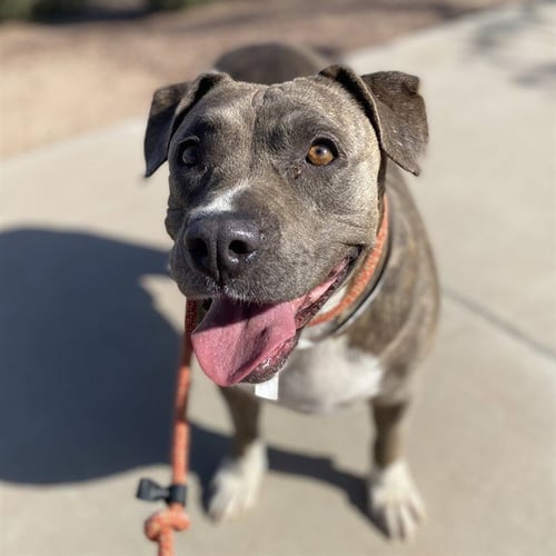 EMMA - American Pit Bull Terrier available for adoption