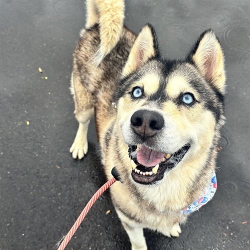 HOMIE - Husky available for adoption