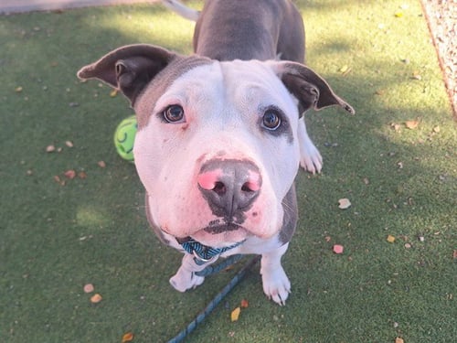 CHEDDAR - American Pit Bull Terrier available for adoption