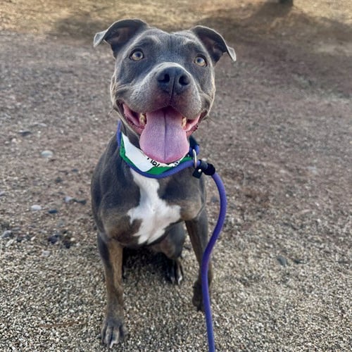 NIKA - American Pit Bull Terrier available for adoption
