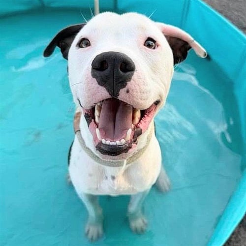 FREDDY - American Pit Bull Terrier available for adoption