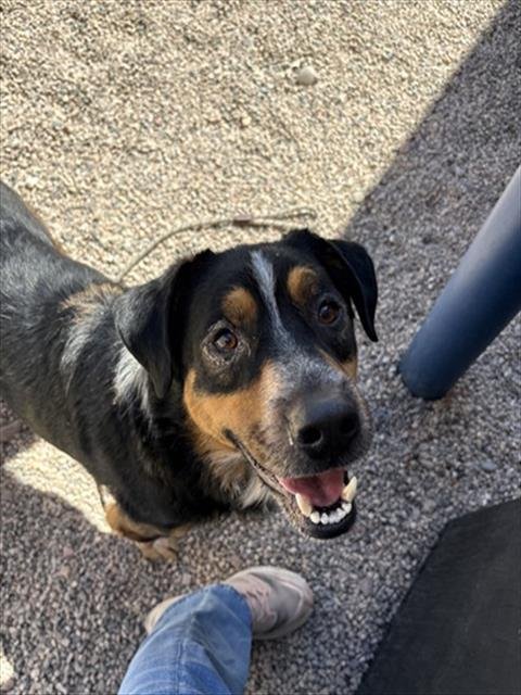 THOR - Australian Cattle Dog/Blue Heeler available for adoption