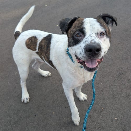 ZION - American Pit Bull Terrier available for adoption