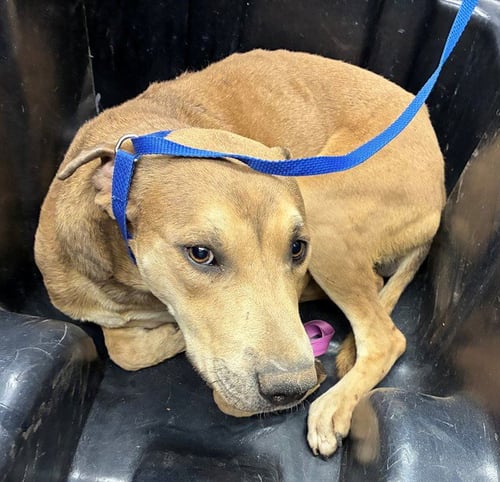 MACHO MAN - Labrador Retriever available for adoption