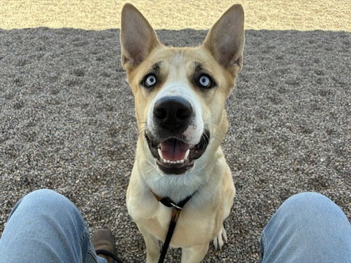 VIOLA - Siberian Husky available for adoption