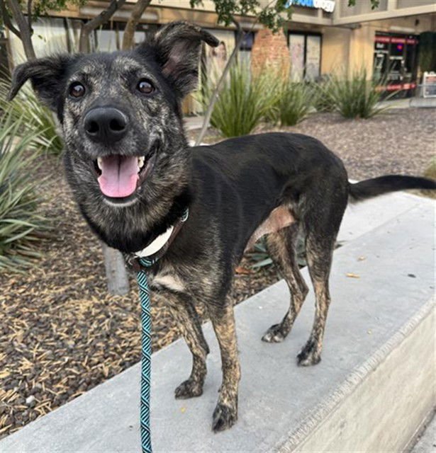 CAPRICORN - Australian Cattle Dog/Blue Heeler available for adoption