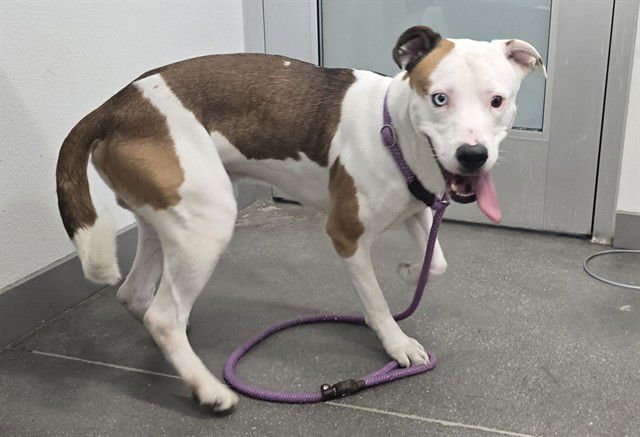 OTTO - American Pit Bull Terrier / Husky available for adoption