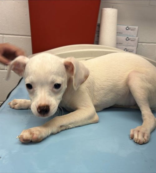 BLANCA - Chihuahua available for adoption