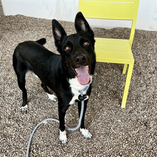 HOT ROD - Border Collie available for adoption