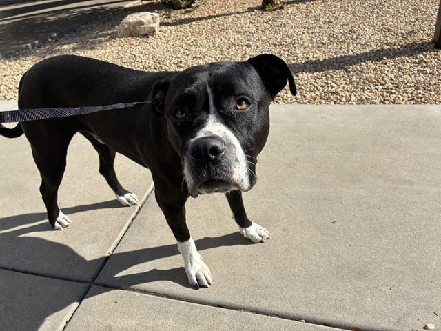 MAX - American Pit Bull Terrier / Boxer available for adoption