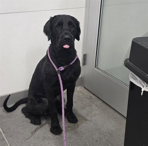 KAISER - Giant Schnauzer available for adoption