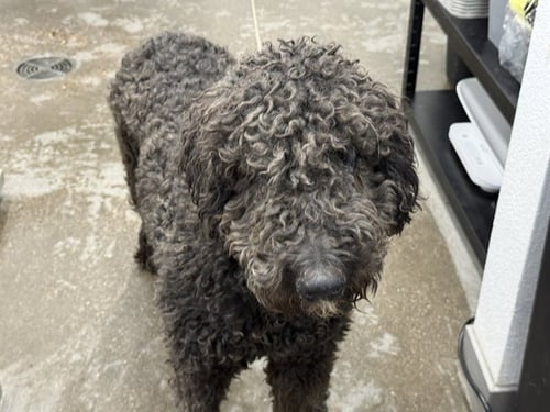 LIZZY - Labrador Retriever / Poodle (Toy) available for adoption