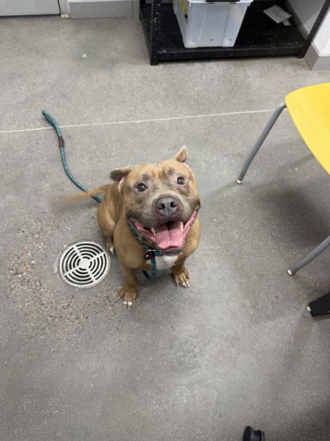 SCRAPPY - American Staffordshire Terrier for adoption in Tempe