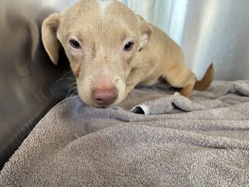 THUMBLINA - Chihuahua available for adoption