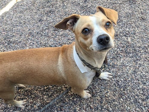 PETAL - Chihuahua available for adoption