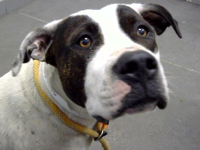 SNUGGLES - American Pit Bull Terrier for adoption in Tempe