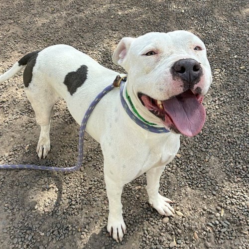TONKA - American Pit Bull Terrier available for adoption