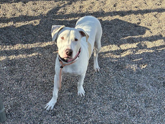 LUNA - American Pit Bull Terrier available for adoption