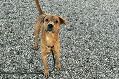 TATER TOT - American Pit Bull Terrier available for adoption