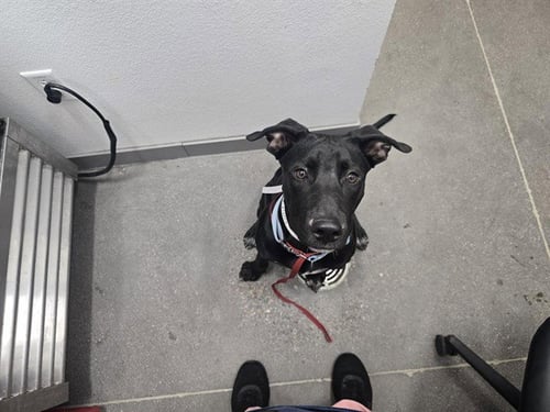 LENNOX - Labrador Retriever available for adoption