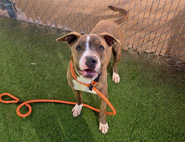 CHIEF - American Pit Bull Terrier available for adoption