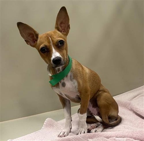 GOGGINS - Chihuahua available for adoption