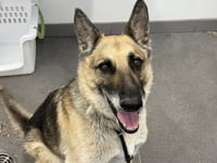 ROSCO - Photo 1