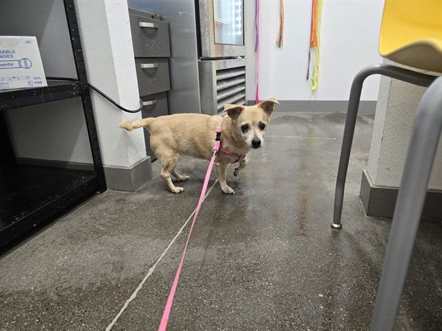 KELLY - Chihuahua available for adoption