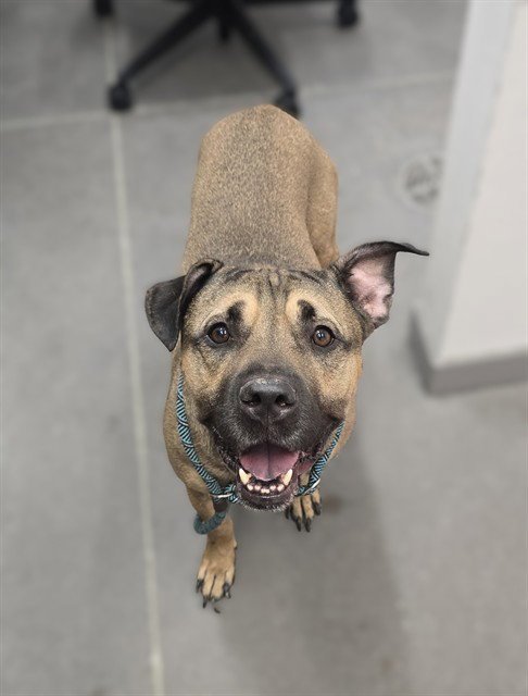 JULIO - American Pit Bull Terrier available for adoption