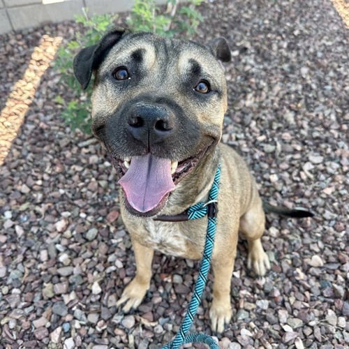 JULIO - American Pit Bull Terrier for adoption in Mesa