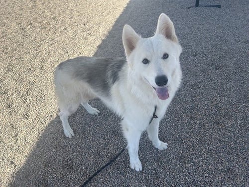 KEVIN - Husky available for adoption